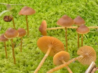 Galerina Bolotnaya: descrição e foto