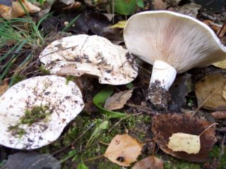 Fungo di latte in feltro (violino, squittio): foto e descrizione
