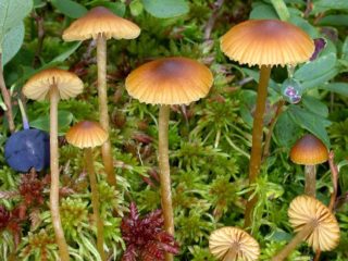 Galerina sphagnova: como é, onde cresce, foto