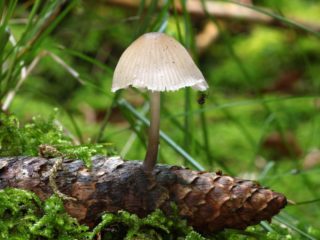 Mycena shishkolubivaya: descrição e foto