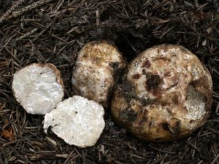 Truffles: kung saan lumalaki sila sa rehiyon ng Moscow, kung paano mangolekta at kung kailan magsisimula ang panahon
