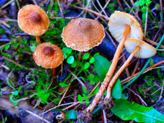 Lepiota de castan: fotografie și descriere