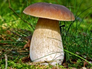 Bílá houba: fotografie a popis, odrůdy
