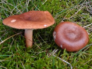 Fungo di latte di canfora (latte di canfora): foto e descrizione, come distinguere dal rosso