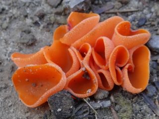 Aleuria oranžová (Pecitsa oranžová, podšálka ružovo-červená): fotografia a popis