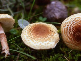 Hongo lepiota venenoso: descripción y foto