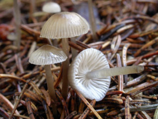 Mycena vulgaris: descrição e foto