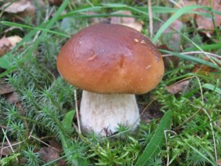 Cómo procesar los hongos porcini antes de cocinarlos