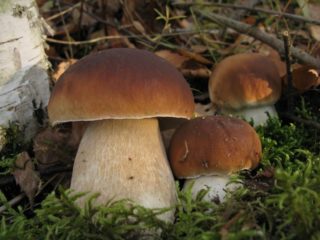 Hongos porcini: beneficios, contraindicaciones, aplicación, contenido calórico.