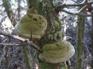 Duindoornpolypore: foto en beschrijving