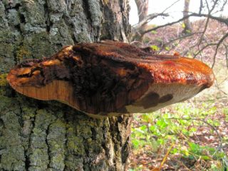 Borstelige polypore (Bristly-haired polypore): foto en beschrijving van hoe het bomen beïnvloedt