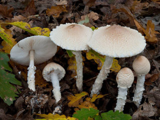 Scallet lepiota: popis a fotografie