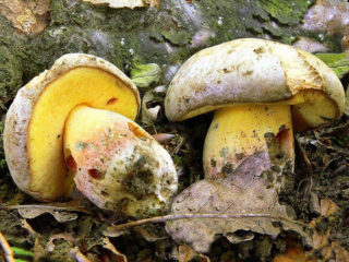 Boletus poroso: foto y descripción.