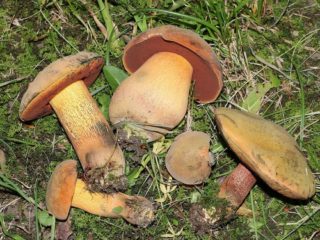 Ruota di muschio in polvere: descrizione e foto