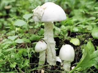 Belochampignon rosso lamellare: dove cresce e come si presenta
