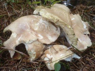 Rumieniec Albatrellus: zdjęcie i opis grzyba