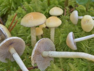 Gifoloma omszały (omszona omszała piana): zdjęcie i opis