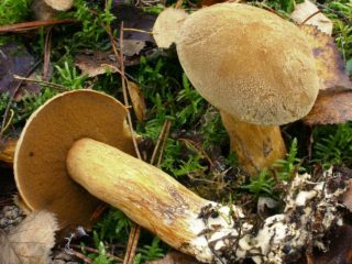 Come congelare i funghi funghi: ricette passo passo con foto