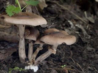 Agrocybe erebia: fotografie și descrierea ciupercii