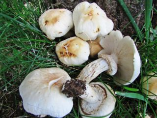 Vole cilindric (agrocib cilindric): unde crește și cum arată