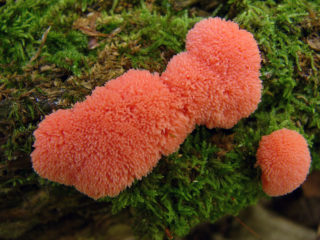 Rusty tubifer slime mold: paglalarawan at larawan