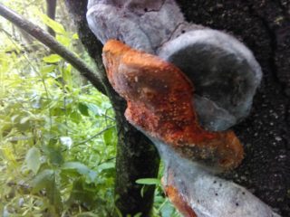 Slyvų melagingas grybelis (Fellinus tuberous): nuotrauka ir aprašymas