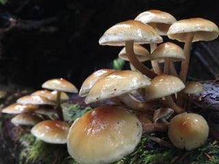 Gifoloma cephalic: opis i zdjęcie