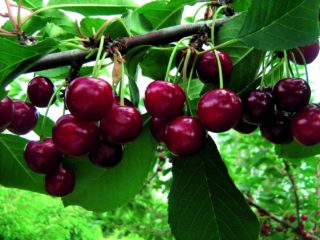 Cherry Prima: opis odmiany, zdjęcia, recenzje, zapylacze