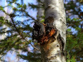 Chaga: qué ayuda, qué enfermedades, uso y contraindicaciones.