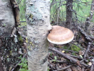 Parasitism ng tinder fungi: sa birch at iba pang mga puno, mga pamamaraan ng pakikibaka