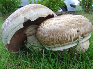 Semi-shod champignon: nakakain, paglalarawan at larawan