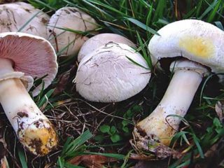 Pulang champignon (dilaw ang balat): paglalarawan at larawan