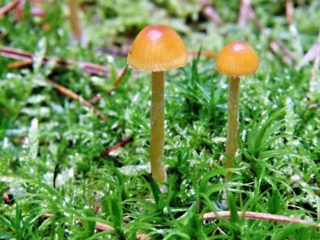 Galerinos samanos: aprašymas ir nuotrauka