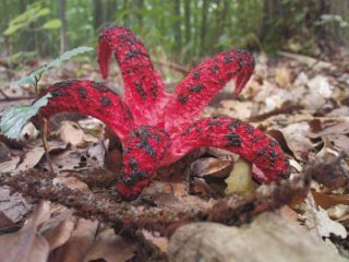 Clathrus Archer kabute: paglalarawan at larawan