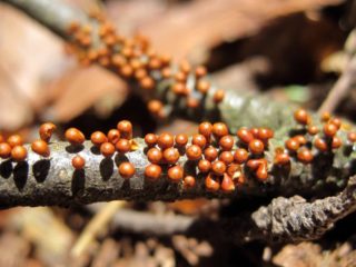 Leocarpus marupok: paglalarawan at larawan