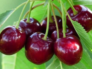 Duke (cherry) Nadezhda: zdjęcie i opis, charakterystyka hybrydy wiśniowo-wiśniowej