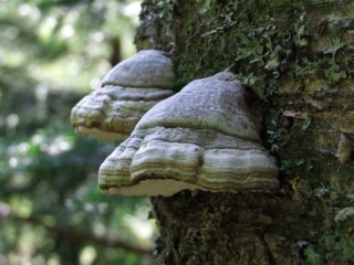 Tinder fungus: nakakain o hindi, kung bakit ito tinawag na, paglalarawan at larawan