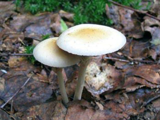 Polevik tare (agrocybe tare): fotografie și descrierea ciupercii