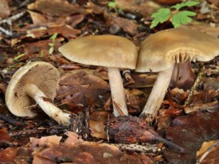 Agrocybe oprit: unde crește și cum arată, comestibilitate