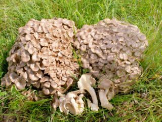 Dáždnik polypore (rozvetvený): popis a fotografia