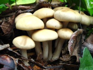 Polevik timpuriu (agrocybe timpuriu): unde crește și cum arată