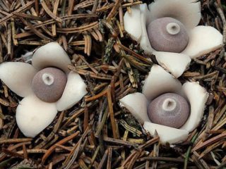 Zvezdovik na may apat na talim (Geastrum na may apat na talim): larawan at paglalarawan