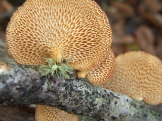 Cellular polypore (alveolar, cellulær polyporus): foto og beskrivelse