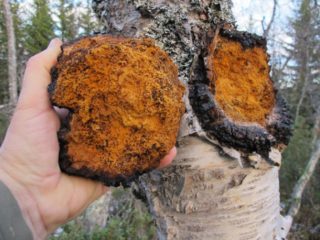 Chaga: cómo limpiar y preparar para el secado, almacenamiento en casa.