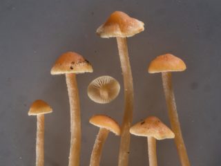 Gifoloma wydłużony (długonoga fałszywa żaba): zdjęcie i opis