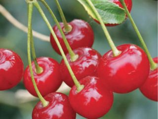 Cherry Zhelannaya: opis odmiany, zdjęcia, recenzje, zapylacze
