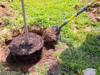 Kiedy i jak przeszczepiać wiśnie jesienią w nowe miejsce: warunki i zasady przesadzania