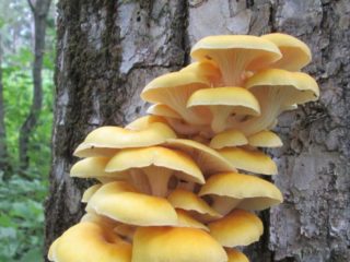 Mga kabute ng talaba: mga larawan at paglalarawan ng mga species