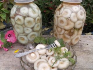 Sådan pickles hvide mælkesvampe til vinteren derhjemme: opskrifter med fotos