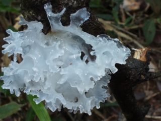 Ice kabute (Snow, Silver): larawan at paglalarawan, mga recipe